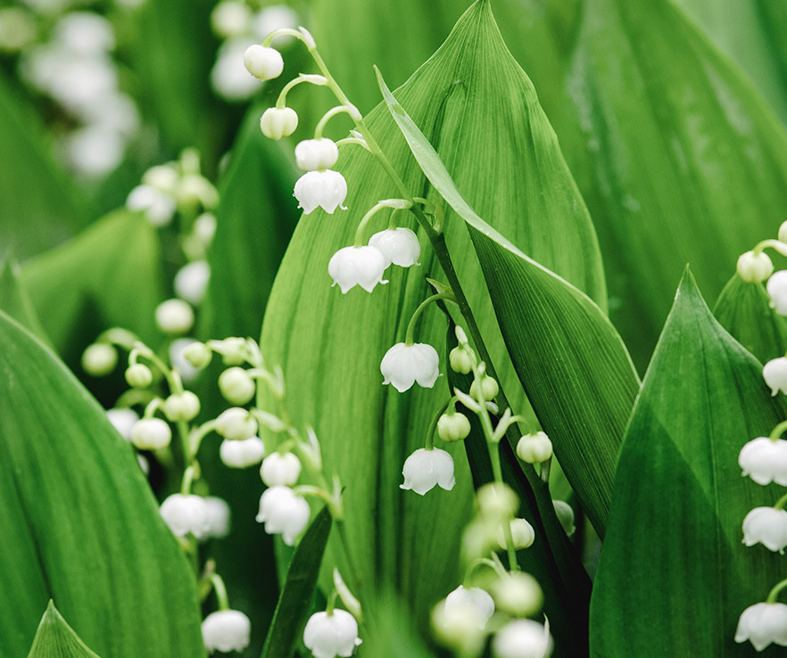 aroma floral acuático solar kiss