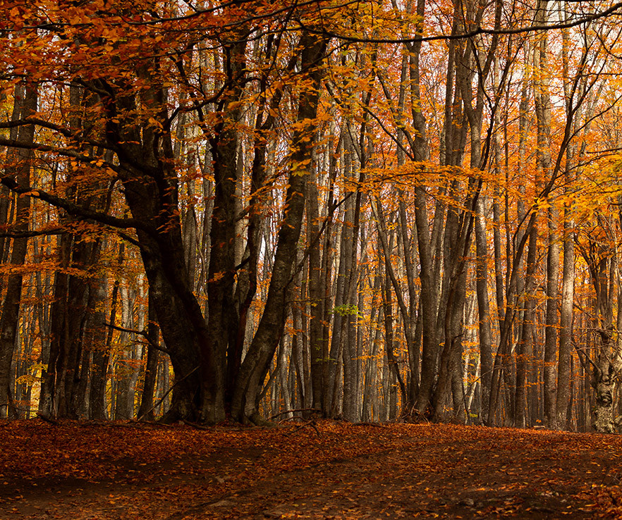 aroma amaderado santal Senzo Boutique