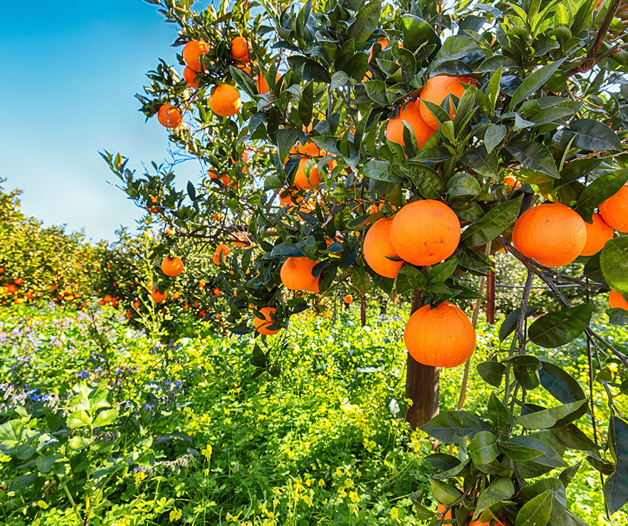 aroma-cítrico-muro-blanco-senzo-boutique