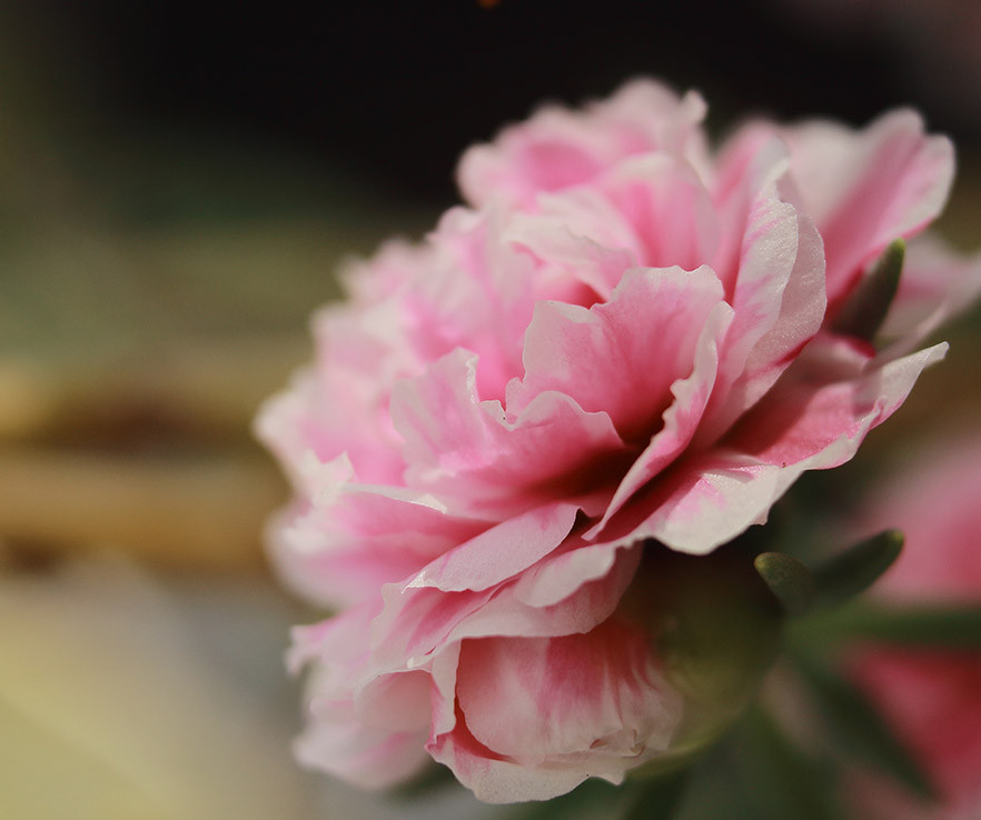 aroma frutal floral Peony Blossom