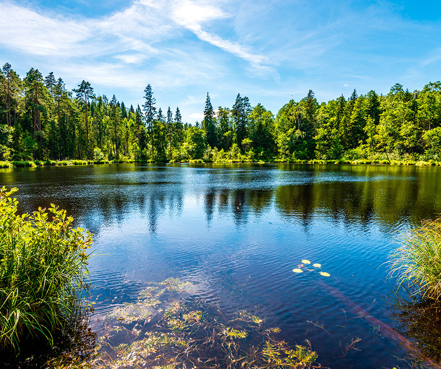 aroma-cítrico-herbal-oriental-white-Senzo-Boutique