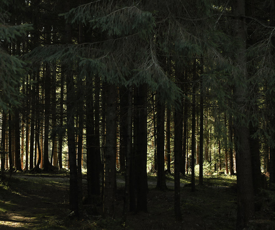 aroma amaderado sandalo white Senzo Boutique